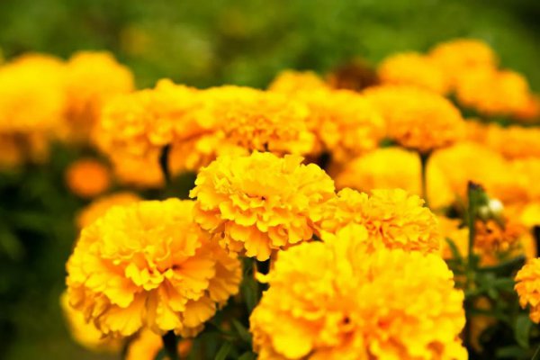 蒲公英什么时候开花