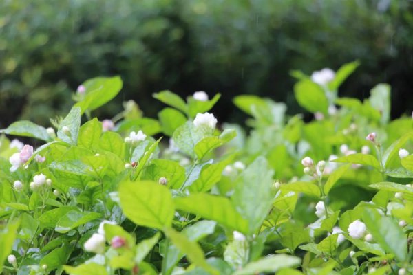蒲公英什么时候开花