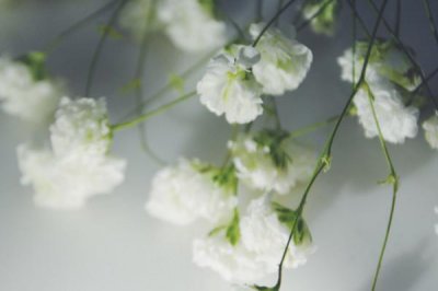 满天星适合送什么人 浅谈满天星的寓意及花语