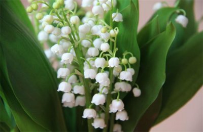 铃兰什么时候开花 观赏铃兰花期简介