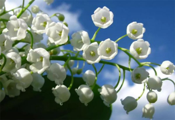 铃兰什么时候开花
