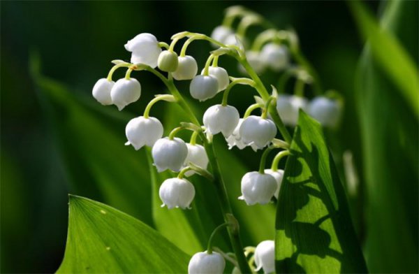 铃兰什么时候开花