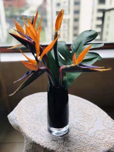 天堂鸟的花语是什么 浅谈天堂鸟的象征与寓意