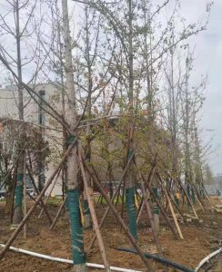 刚栽的树苗几天浇一次水 树木移栽后的养护管理