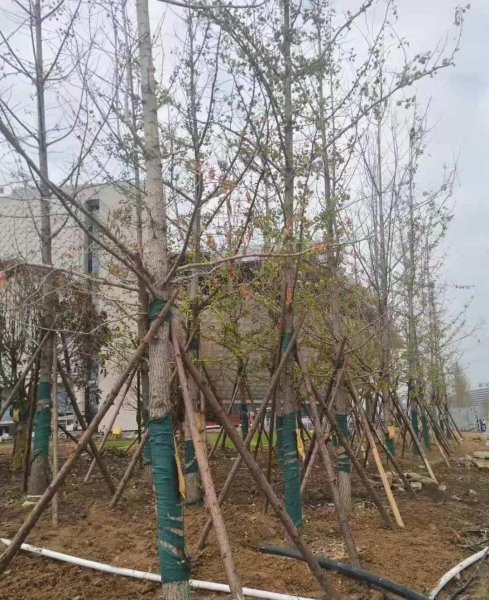 刚栽的树苗几天浇一次水