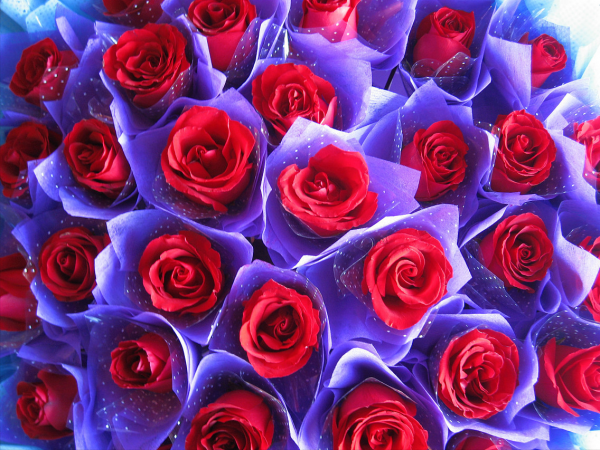 18朵玫瑰花的含义是什么