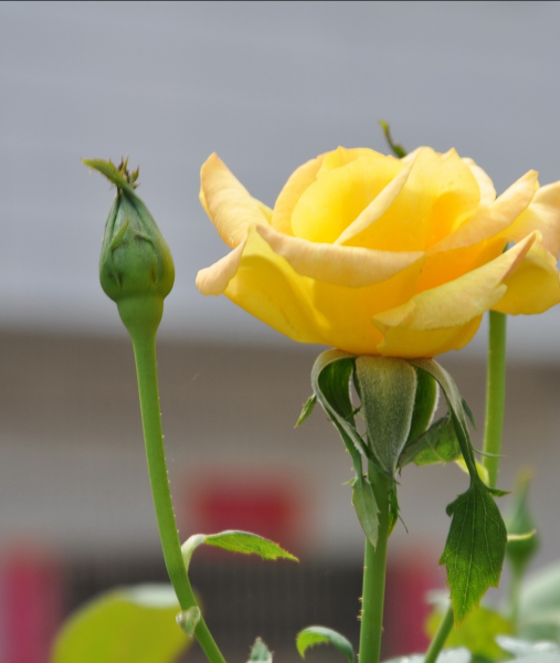 18朵玫瑰花的含义是什么
