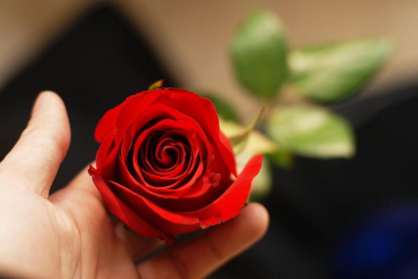 18朵玫瑰花的含义是什么