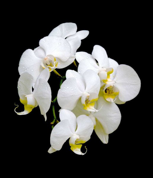 白色的花有哪些品种