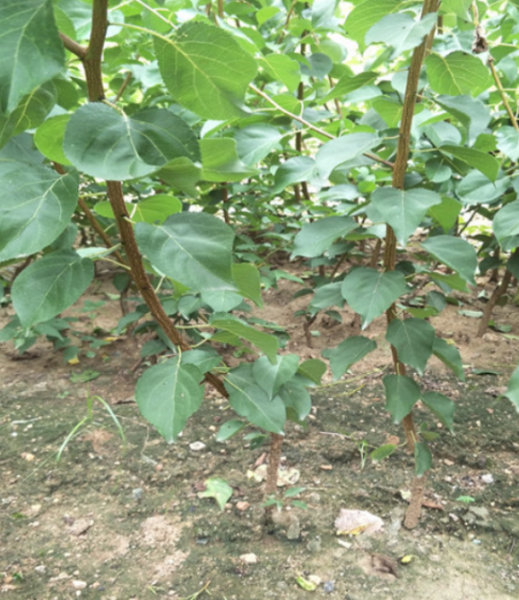 杏核怎么种才能发芽