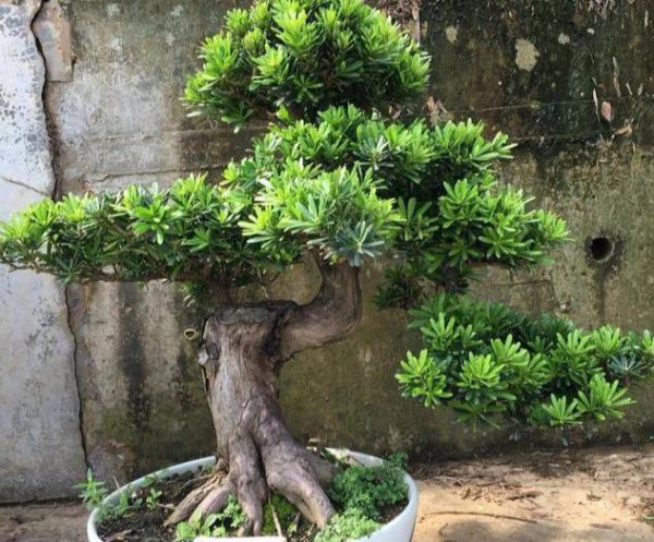 入户门口摆放什么植物好