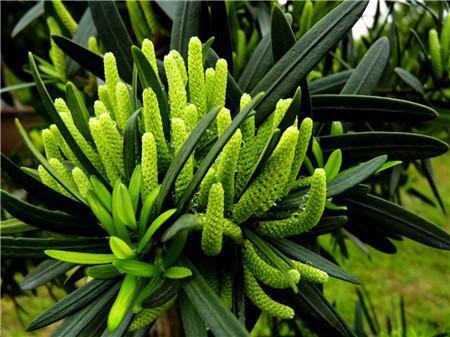 入户门口摆放什么植物好