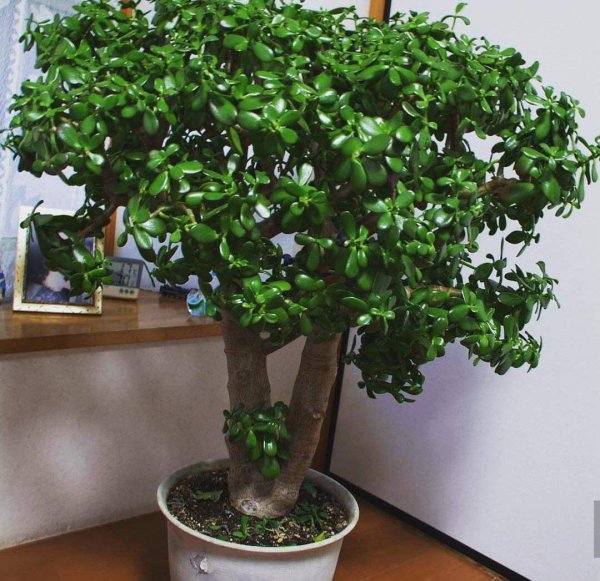入户门口摆放什么植物好