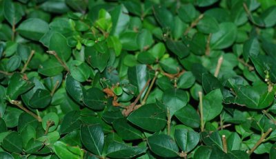 绿篱围墙植物有哪些 常见十大绿篱植物排名