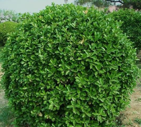 绿篱围墙植物有哪些