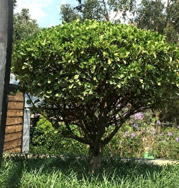 绿篱围墙植物有哪些