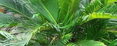 铁树什么时候移栽最合适 铁树移植的方法与技巧