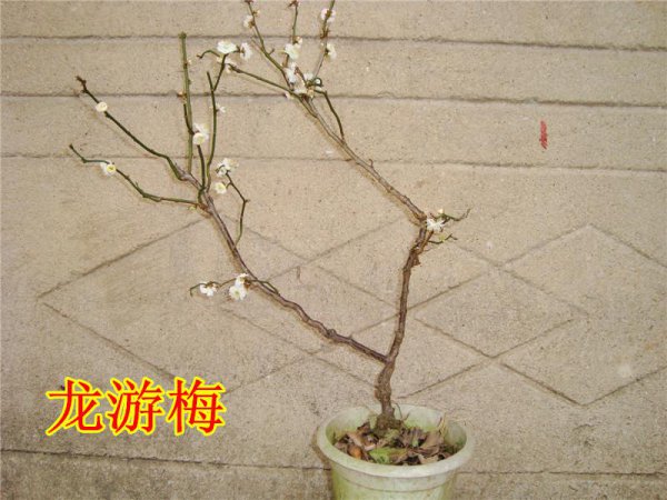 梅花哪个品种最好看