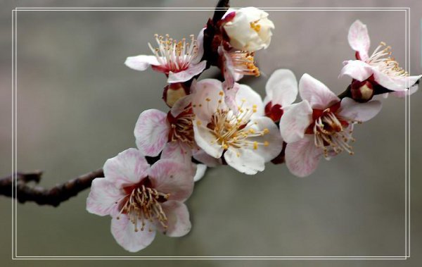 梅花哪个品种最好看