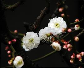 梅花哪个品种最好看