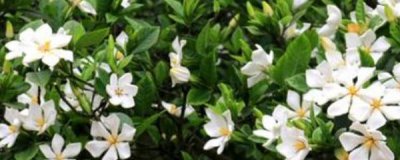 栀子花多长时间浇一次水 养栀子花的方法与技巧