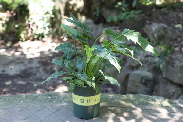 小天使植物怎么养