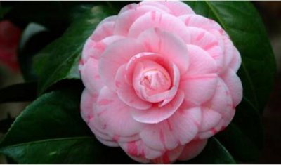 山茶花寓意什么意思 山茶花花语及代表意义