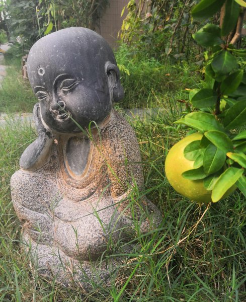 石榴树5月份移栽能活吗