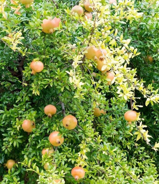 石榴树5月份移栽能活吗