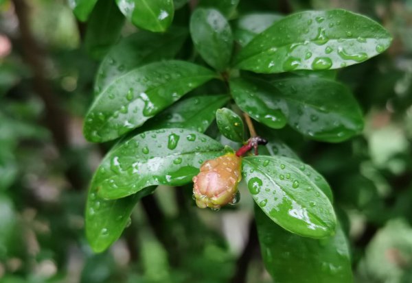 石榴树5月份移栽能活吗