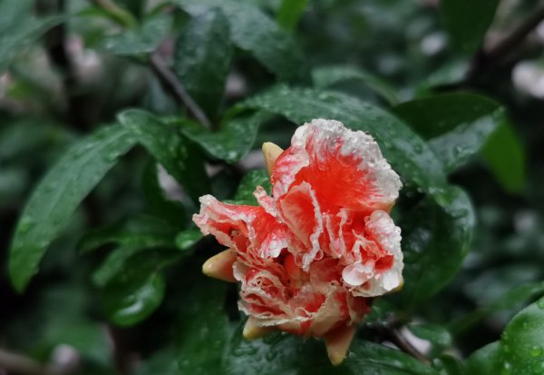 石榴树5月份移栽能活吗