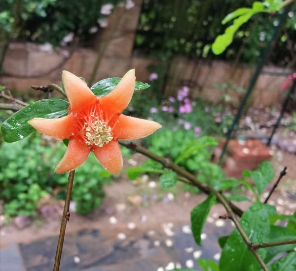 石榴树5月份移栽能活吗