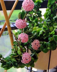 白掌喜阴还是喜阳 公认好养的六种耐阴花