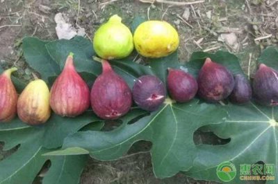 无花果品种哪个最好 了解无花果的种类及特点