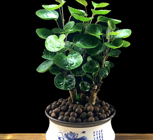 店门口种什么植物招财