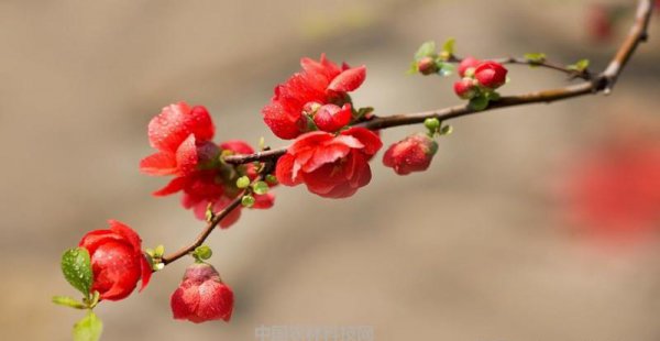 铁海棠怎么养才能更旺盛