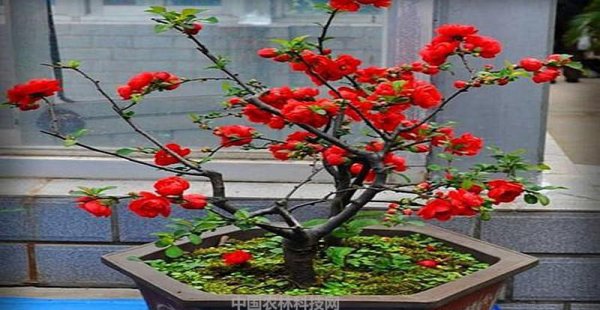 铁海棠怎么养才能更旺盛