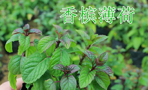薄荷品种有哪些