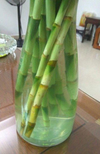 富贵竹怎么养才能更旺盛