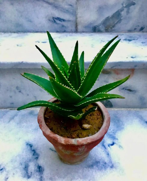 芦荟可以晒太阳吗