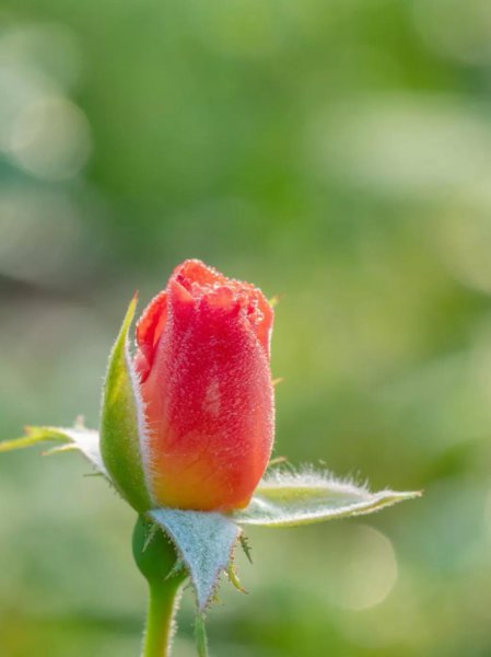 月季花适合送给什么人