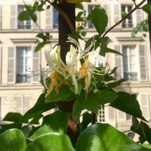 金银花哪个品种最好 金银花种类大全介绍