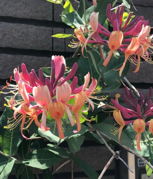 金银花哪个品种最好
