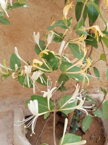 金银花哪个品种最好