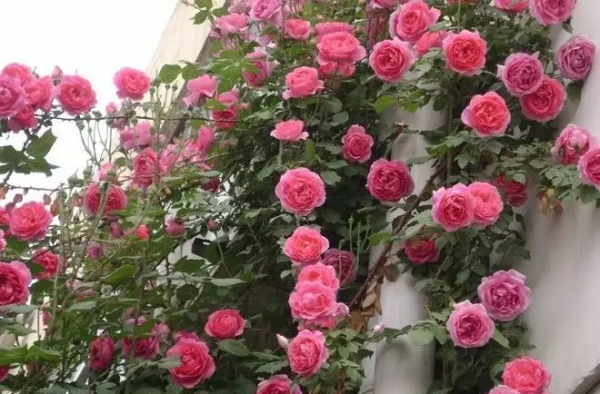 月季直接土插能生根吗
