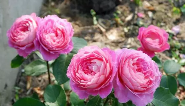 月季直接土插能生根吗
