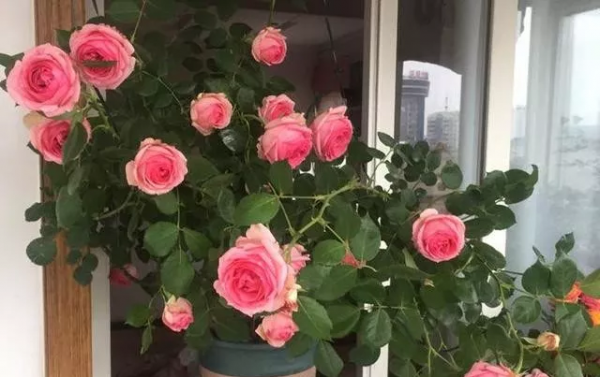 月季直接土插能生根吗