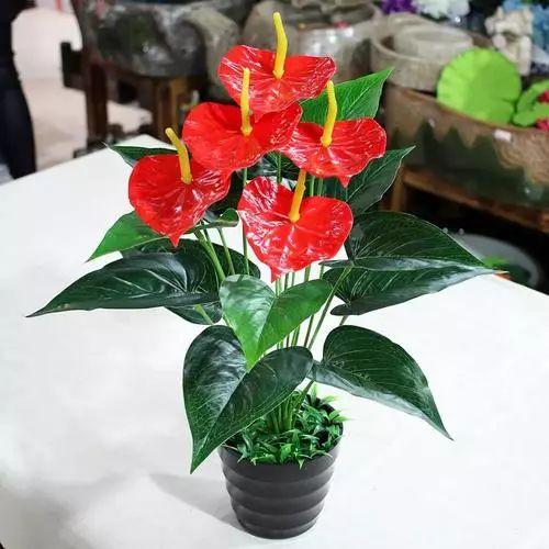 红掌的花怎么养才好