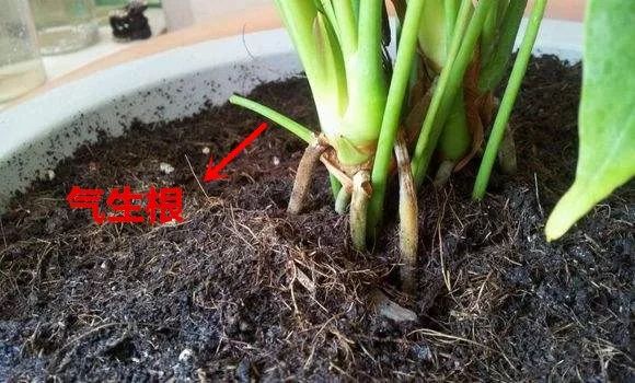 红掌的花怎么养才好