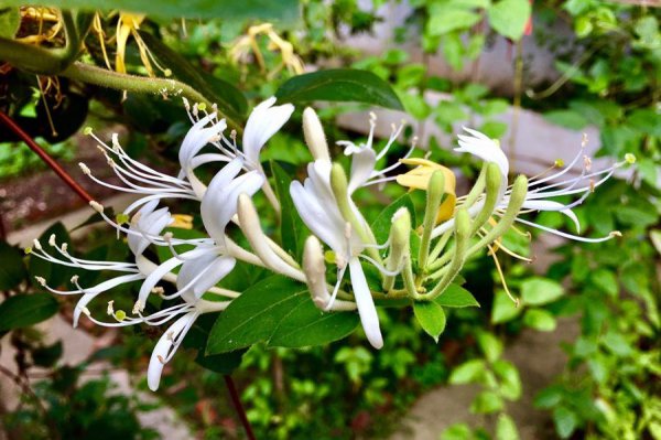 金银花喜阴还是喜阳